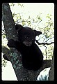 10011-00218-Black Bear Cubs-Ursus americanus.jpg