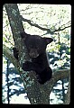10011-00219-Black Bear Cubs-Ursus americanus.jpg