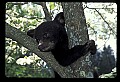 10011-00222-Black Bear Cubs-Ursus americanus.jpg