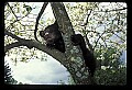 10011-00223-Black Bear Cubs-Ursus americanus.jpg