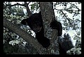 10011-00224-Black Bear Cubs-Ursus americanus.jpg