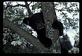 10011-00225-Black Bear Cubs-Ursus americanus.jpg