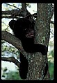 10011-00226-Black Bear Cubs-Ursus americanus.jpg