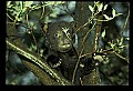 10011-00228-Black Bear Cubs-Ursus americanus.jpg