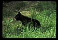 10011-00229-Black Bear Cubs-Ursus americanus.jpg