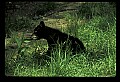 10011-00230-Black Bear Cubs-Ursus americanus.jpg