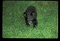 10011-00231-Black Bear Cubs-Ursus americanus.jpg