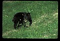 10011-00232-Black Bear Cubs-Ursus americanus.jpg