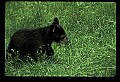 10011-00233-Black Bear Cubs-Ursus americanus.jpg