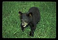 10011-00234-Black Bear Cubs-Ursus americanus.jpg