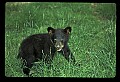 10011-00235-Black Bear Cubs-Ursus americanus.jpg