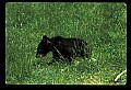 10011-00236-Black Bear Cubs-Ursus americanus.jpg