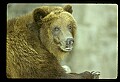 10012-00001-Brown, Kodiak or Grizzly Bear.jpg