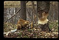 10035-00011-Beaver, Caster canadensis.jpg
