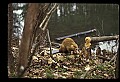 10035-00017-Beaver, Caster canadensis.jpg