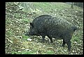 10045-00001-Wild Boar, Sus scrofa.jpg