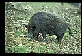 10045-00002-Wild Boar, Sus scrofa.jpg