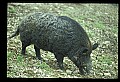 10045-00003-Wild Boar, Sus scrofa.jpg