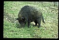 10045-00004-Wild Boar, Sus scrofa.jpg