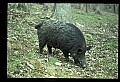 10045-00005-Wild Boar, Sus scrofa.jpg
