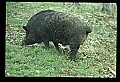 10045-00007-Wild Boar, Sus scrofa.jpg