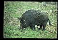 10045-00008-Wild Boar, Sus scrofa.jpg