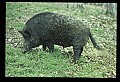 10045-00009-Wild Boar, Sus scrofa.jpg