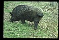 10045-00010-Wild Boar, Sus scrofa.jpg