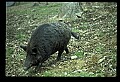 10045-00011-Wild Boar, Sus scrofa.jpg