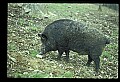 10045-00013-Wild Boar, Sus scrofa.jpg