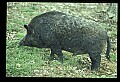 10045-00014-Wild Boar, Sus scrofa.jpg