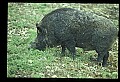 10045-00015-Wild Boar, Sus scrofa.jpg