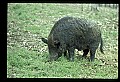 10045-00016-Wild Boar, Sus scrofa.jpg
