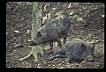 10045-00017-Wild Boar, Sus scrofa.jpg