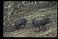10045-00018-Wild Boar, Sus scrofa.jpg