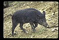 10045-00021-Wild Boar, Sus scrofa.jpg