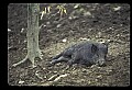 10045-00022-Wild Boar, Sus scrofa.jpg