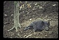 10045-00024-Wild Boar, Sus scrofa.jpg