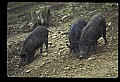 10045-00027-Wild Boar, Sus scrofa.jpg