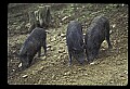 10045-00028-Wild Boar, Sus scrofa.jpg