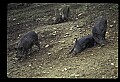 10045-00029-Wild Boar, Sus scrofa.jpg