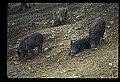 10045-00030-Wild Boar, Sus scrofa.jpg