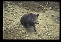 10045-00031-Wild Boar, Sus scrofa.jpg