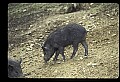 10045-00032-Wild Boar, Sus scrofa.jpg