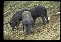 10045-00035-Wild Boar, Sus scrofa.jpg