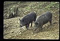 10045-00036-Wild Boar, Sus scrofa.jpg