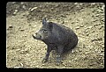 10045-00039-Wild Boar, Sus scrofa.jpg