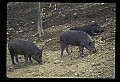 10045-00042-Wild Boar, Sus scrofa.jpg