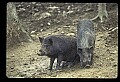 10045-00044-Wild Boar, Sus scrofa.jpg
