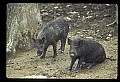 10045-00045-Wild Boar, Sus scrofa.jpg